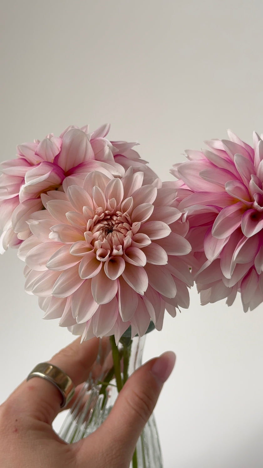 Budapest Blush