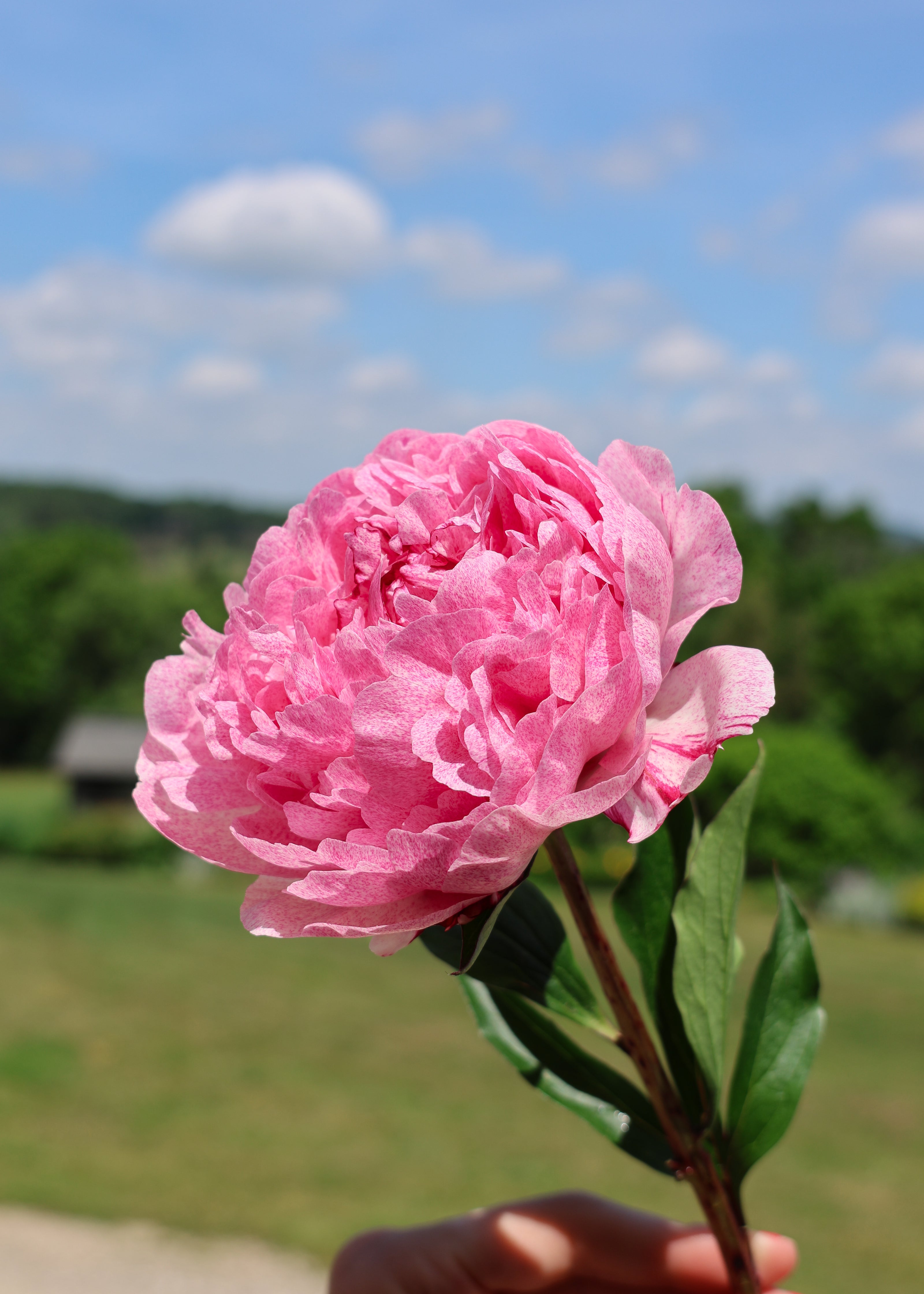 Peony Subscription (Pre-Order)