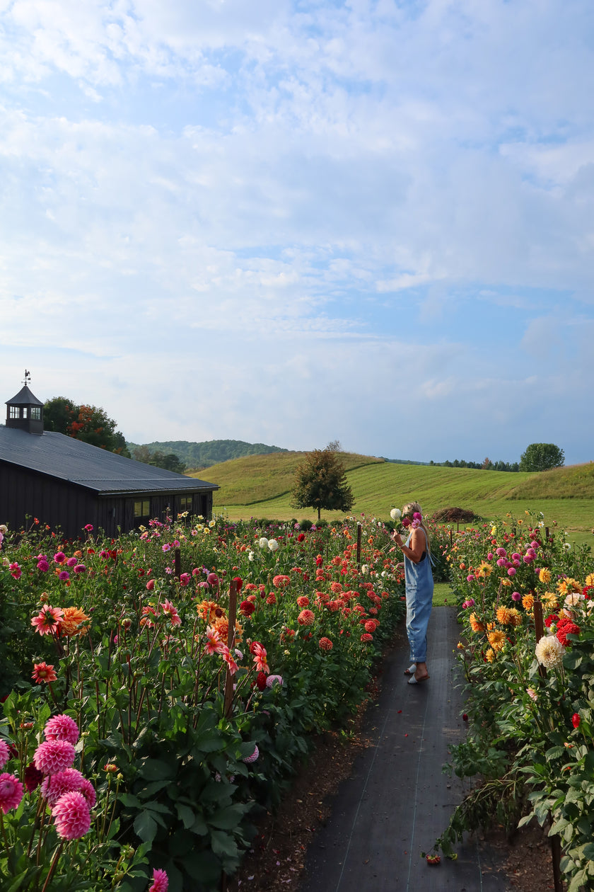 Paint, Sip & Snip: A Creative Night Out