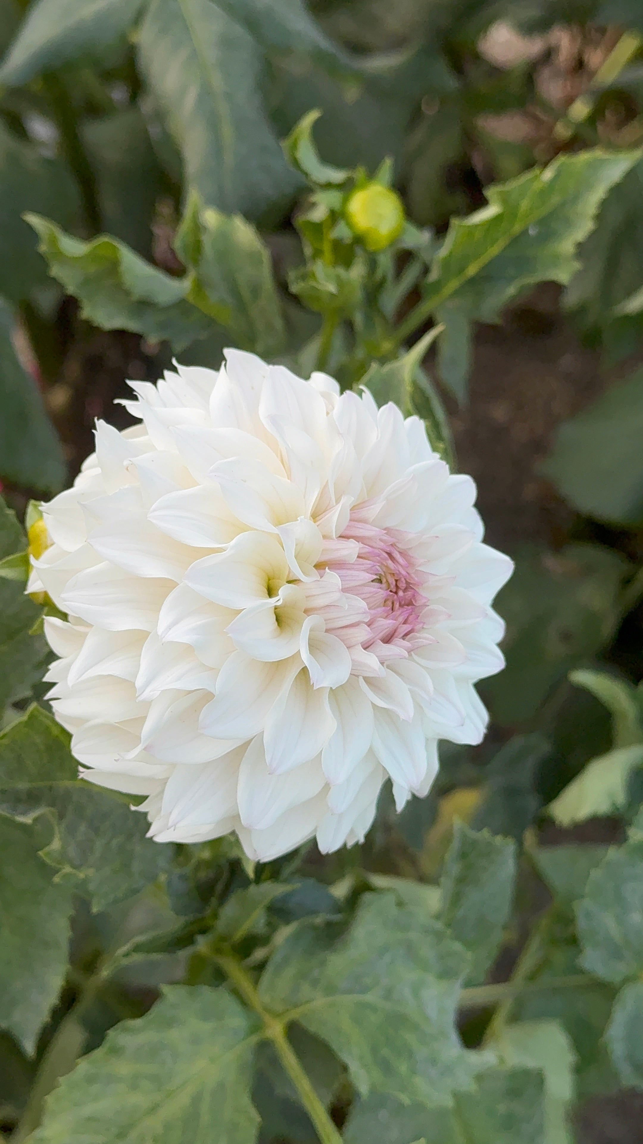 Bloomquist Compare, Limit 1