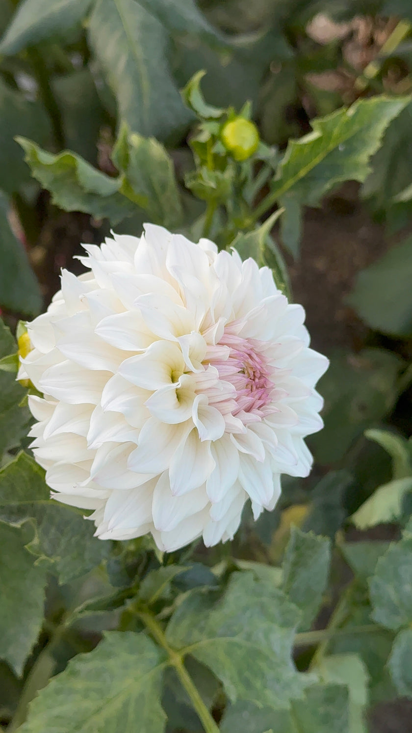 Bloomquist Compare, Limit 1