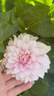 Budapest Blush