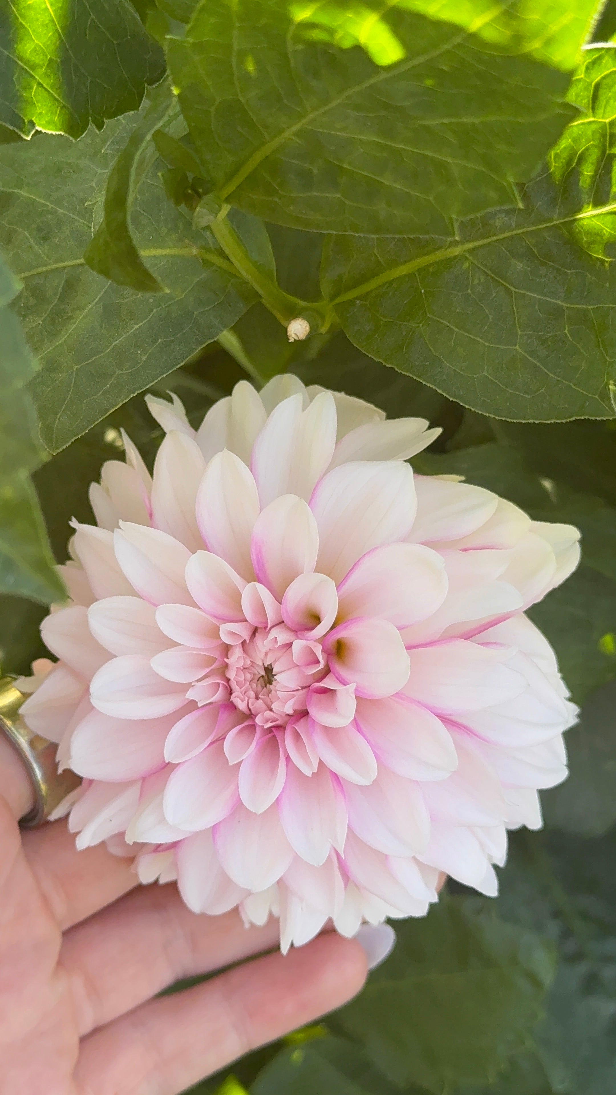 Budapest Blush