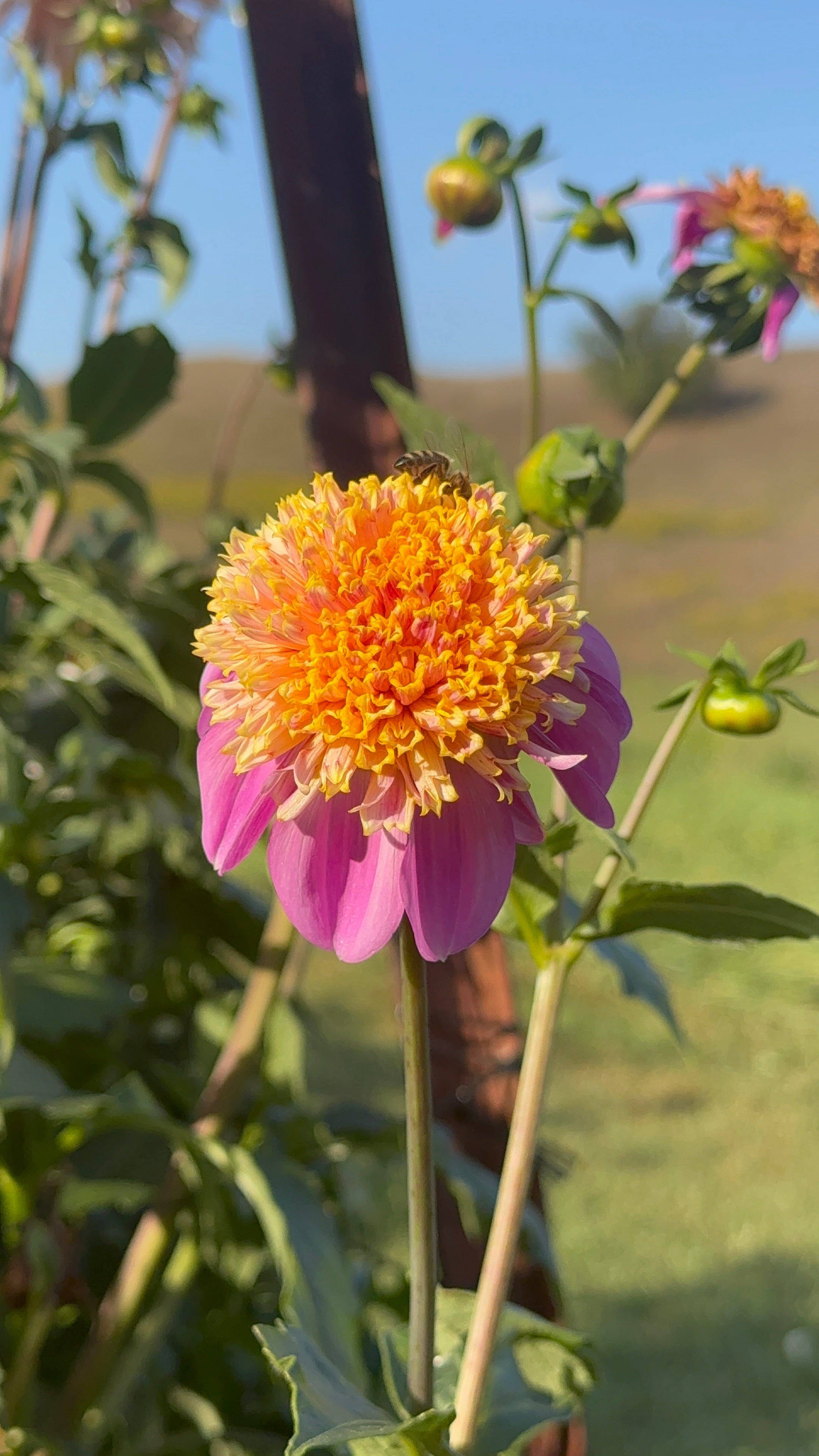Van Isle Maple Rose