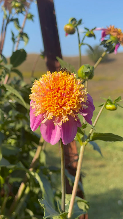 Van Isle Maple Rose