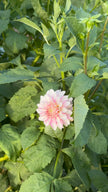 Budapest Blush