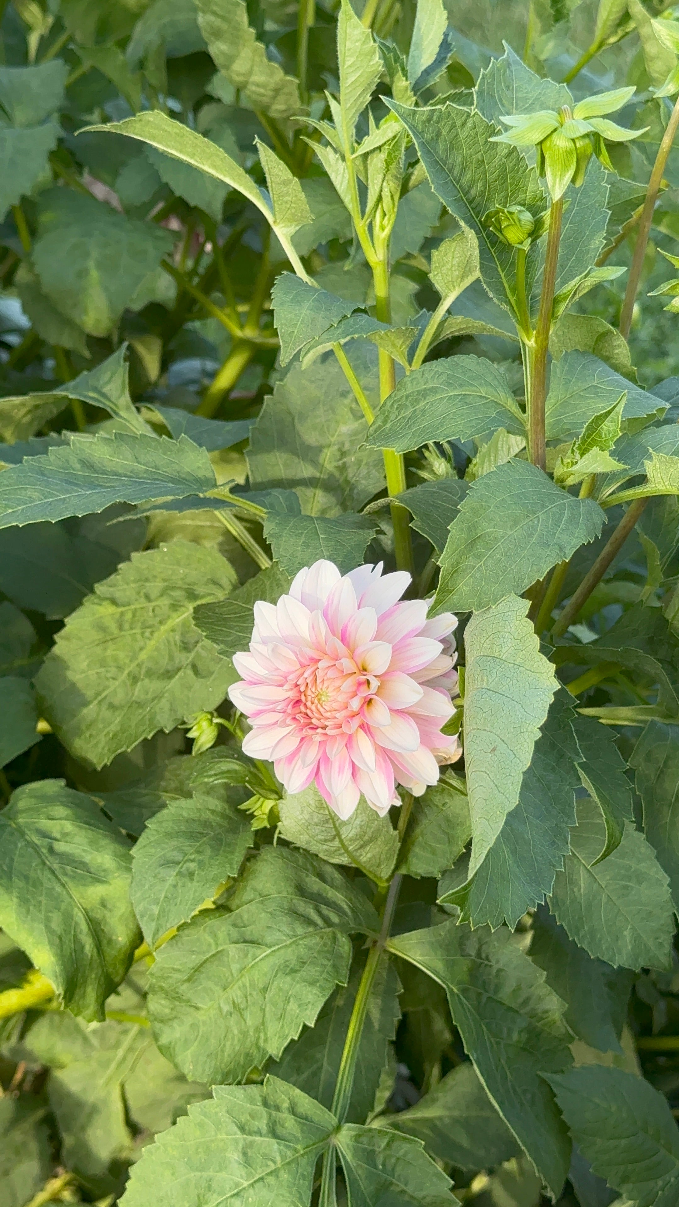 Budapest Blush