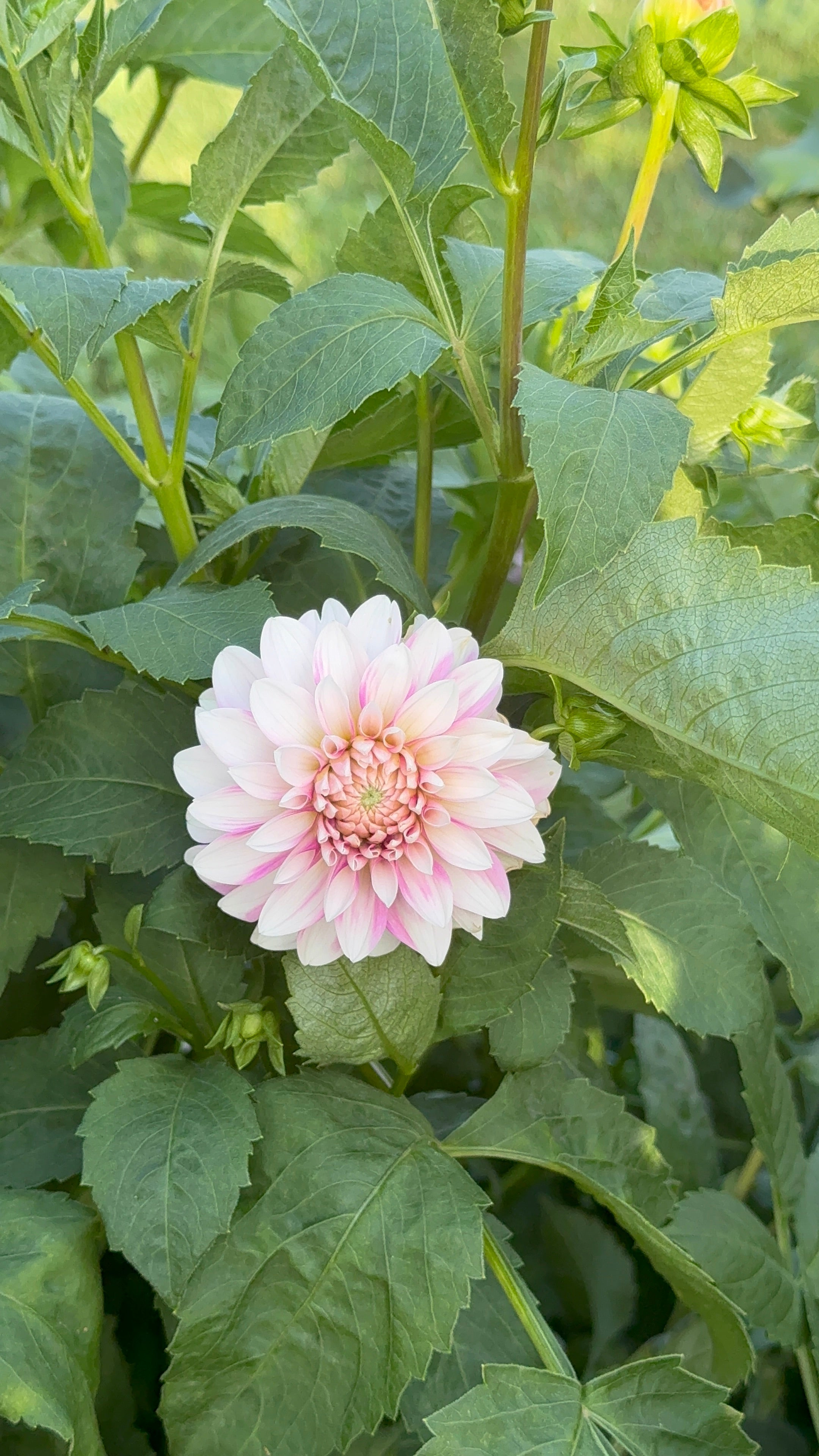 Budapest Blush