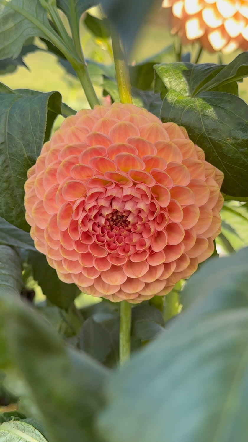 20th Ave Softer Peach