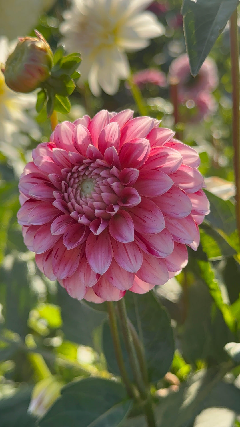 Strawberry Cream