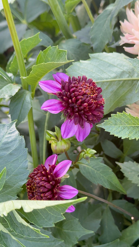 Aubergine