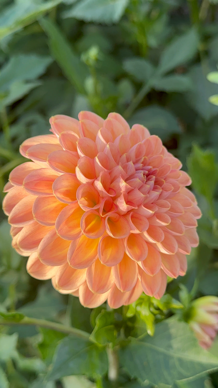 20th Ave Softer Peach