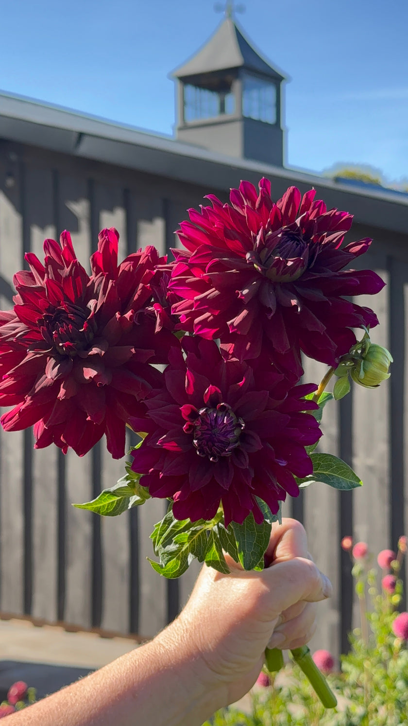 Hollyhill Black Beauty