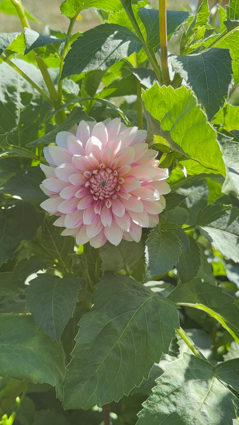 Budapest Blush