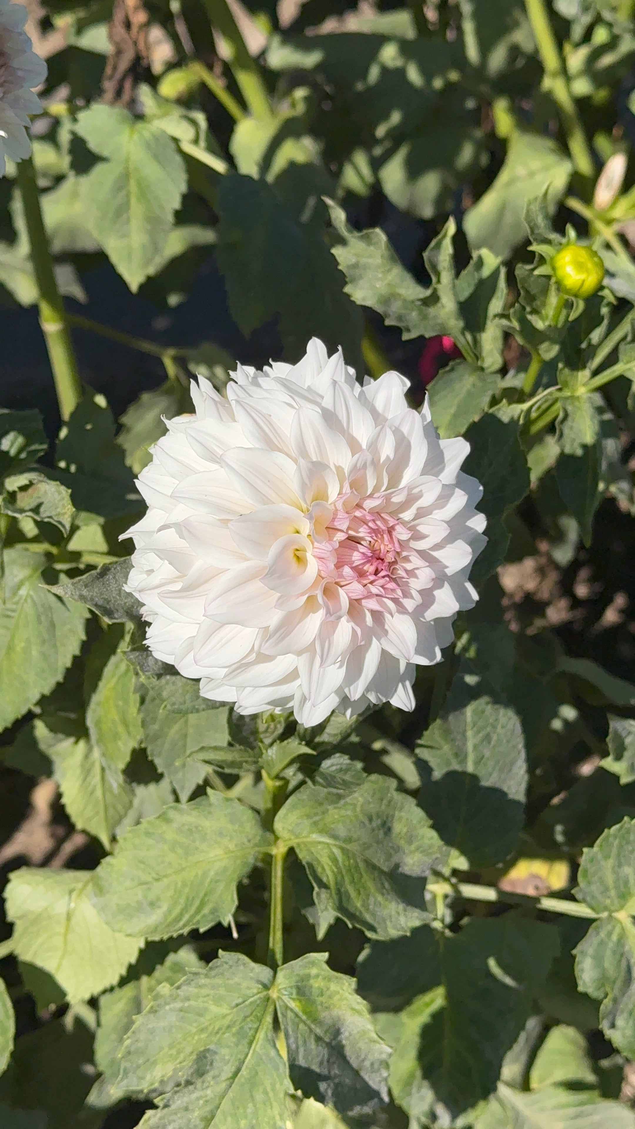 Bloomquist Compare, Limit 1