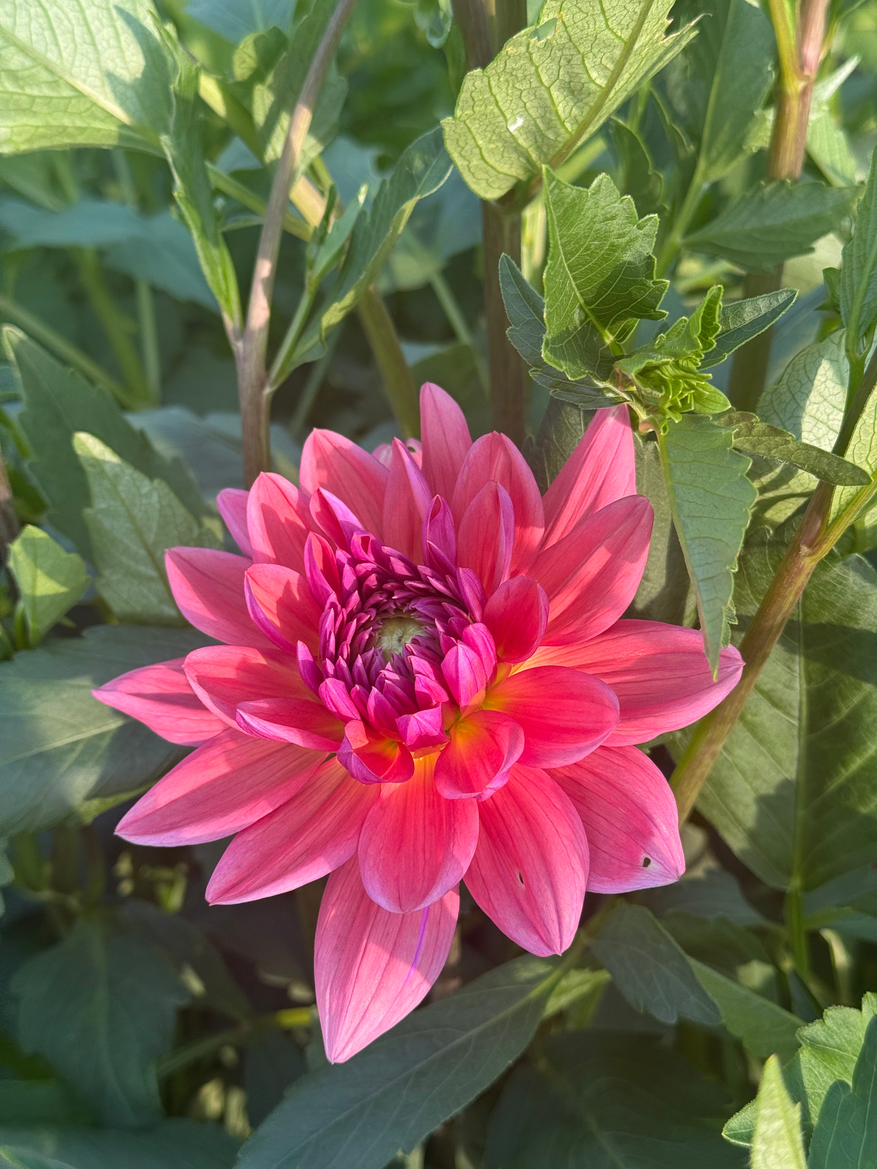 Dutch Pearl