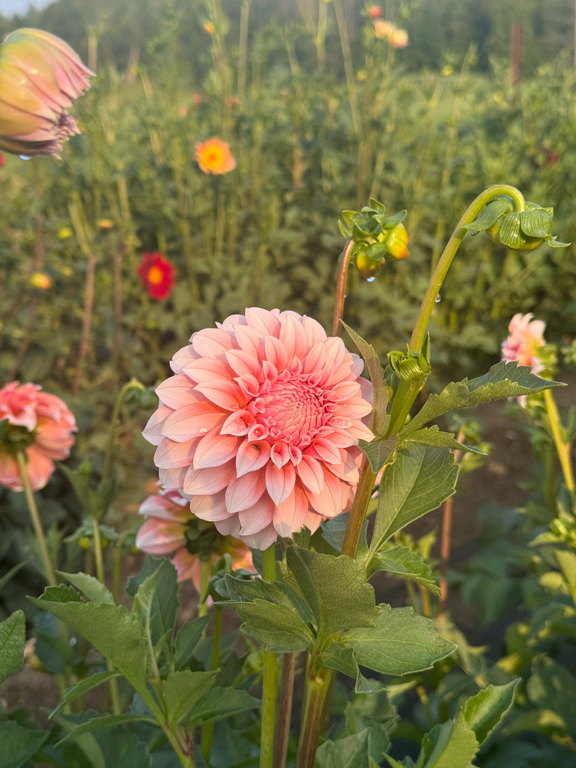 Peaches N Cream