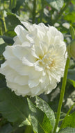 Irish Ruffles